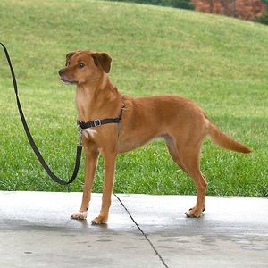 Pet safe easy walk harness M